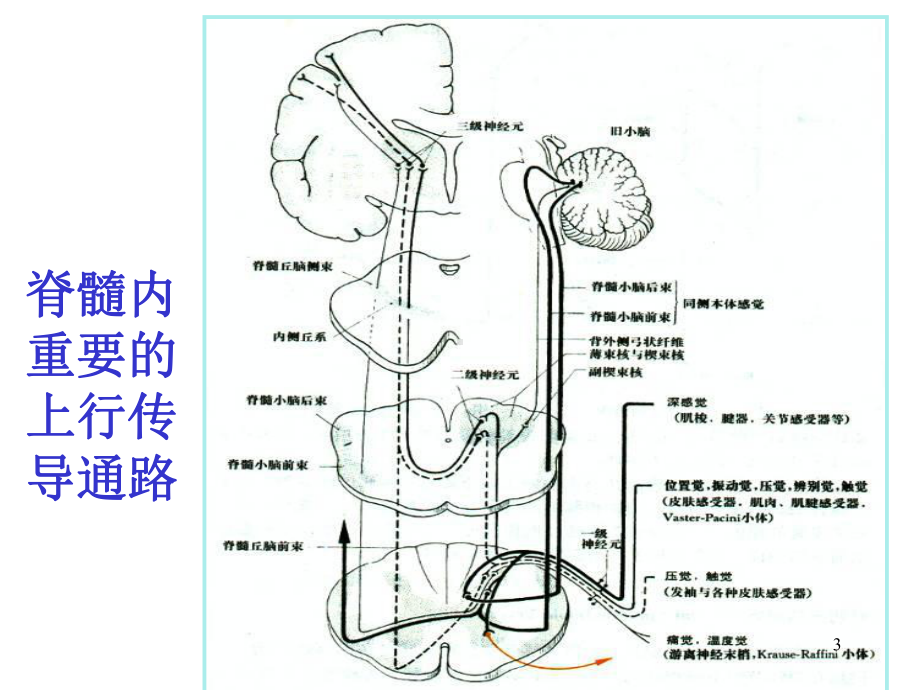 常见神经系统疾病定位诊断课件.pptx_第3页