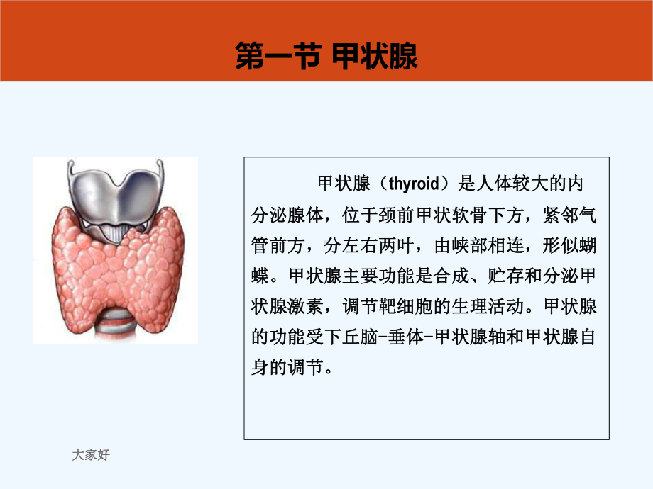 核医学-内分泌系统-课件.ppt_第3页