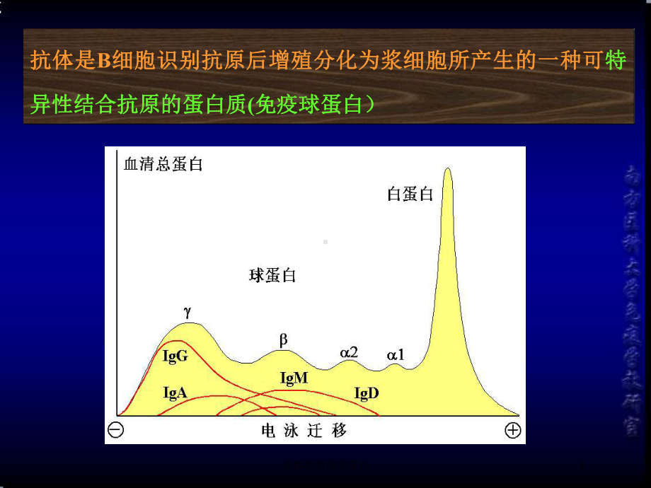 抗体和免疫球蛋白培训课件.ppt_第3页