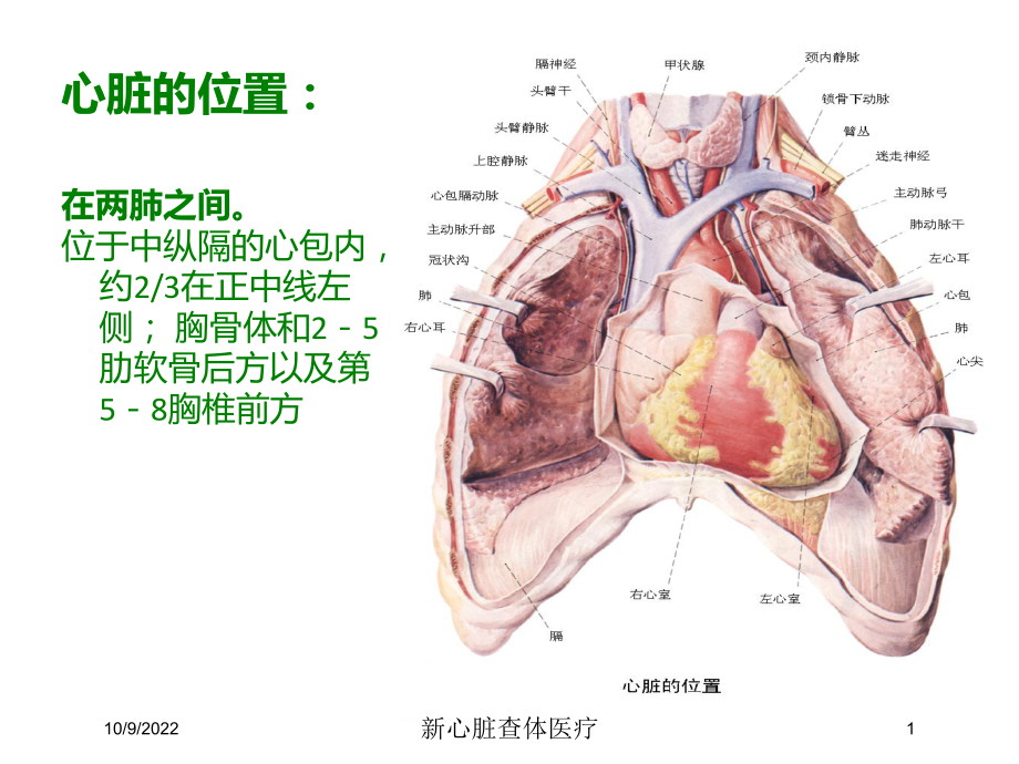 新心脏查体医疗培训课件.ppt_第1页