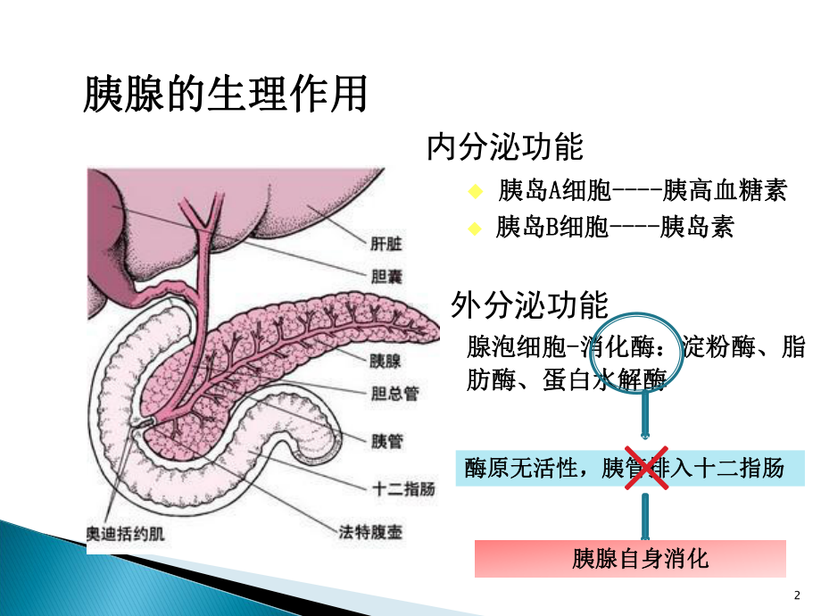 急性胰腺炎的病例分析终稿课件.ppt_第2页