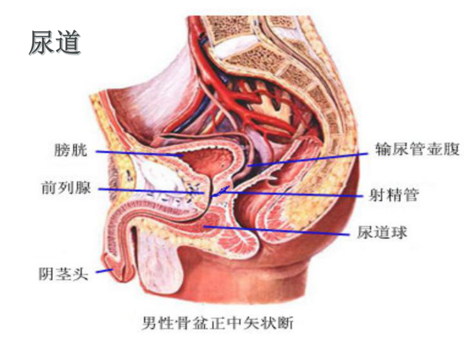 尿道球部破裂培训课件.ppt_第2页