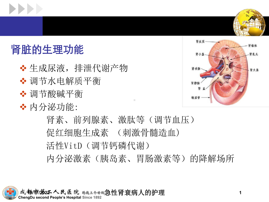 急性肾衰病人的护理培训课件.ppt_第1页