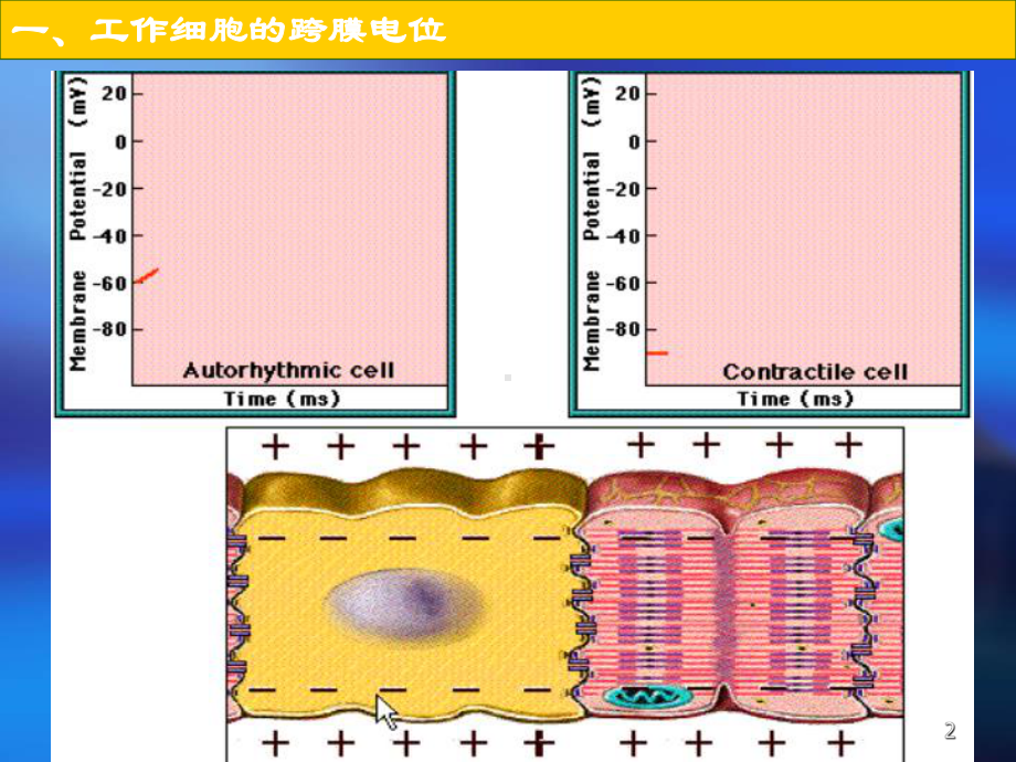 心肌细胞的电活动医学课件.ppt_第2页