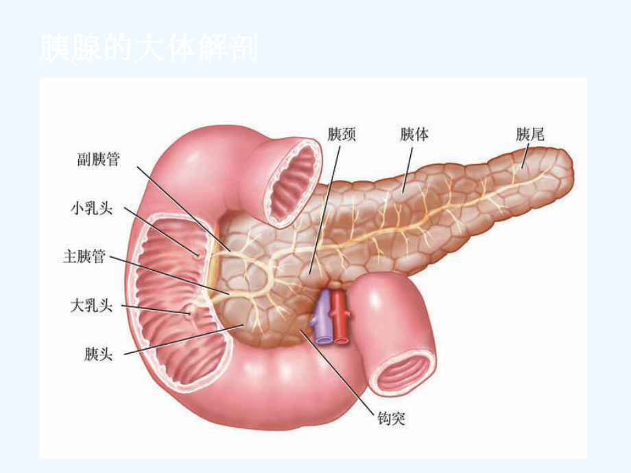 急性胰腺炎讲课课件详解.ppt_第3页