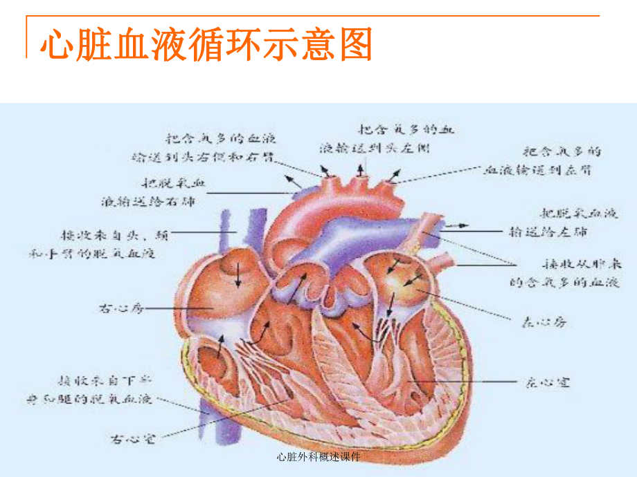 心脏外科概述课件.ppt_第3页