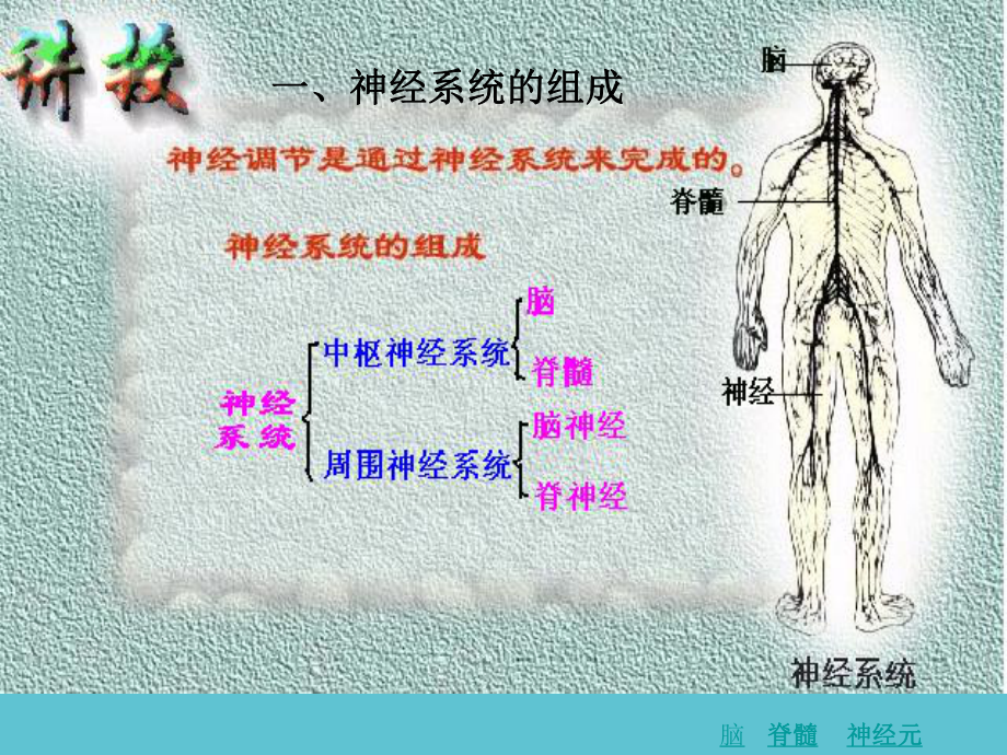 授课用-高中生物通过神经系统的调节课件.ppt_第3页