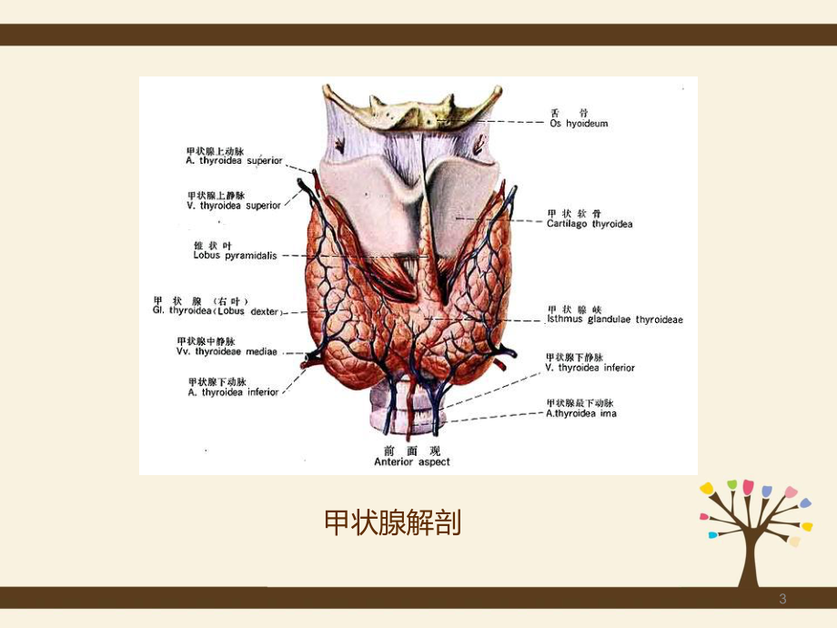 新版甲状腺癌护理查房课件.pptx_第3页