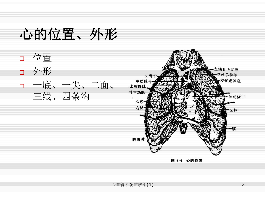 心血管系统的解剖课件.ppt_第2页