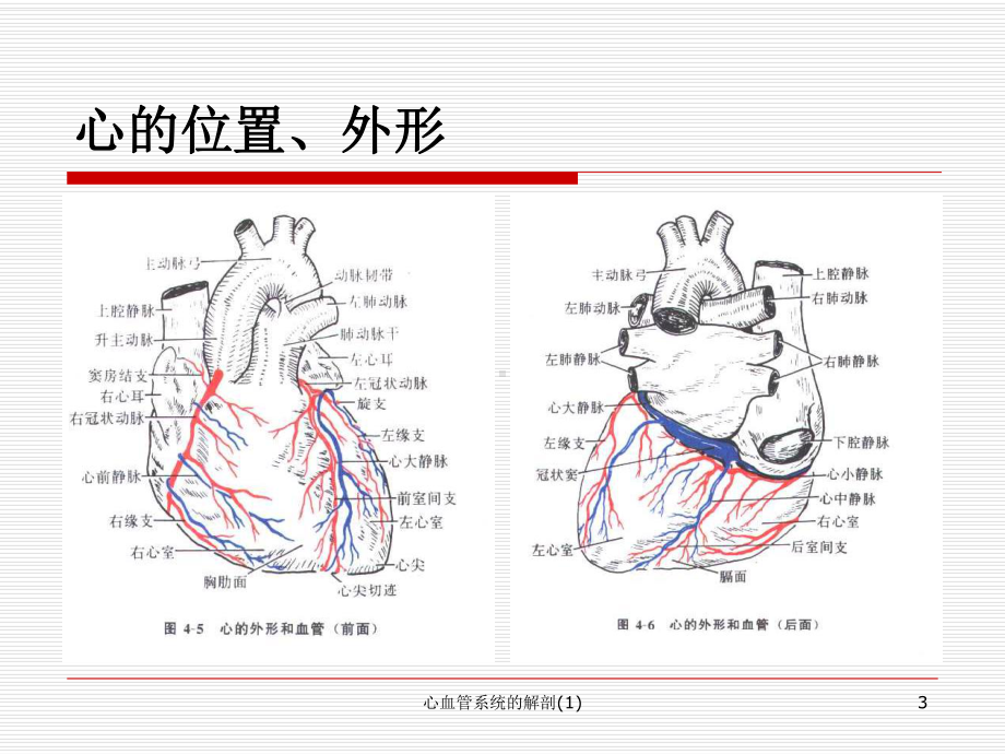 心血管系统的解剖课件.ppt_第3页