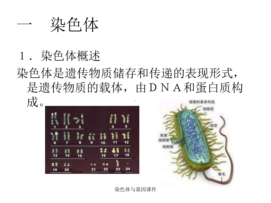 染色体与基因课件.ppt_第2页