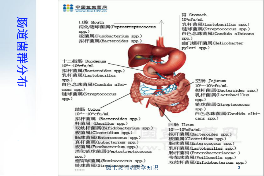 微生态制剂医学知识培训课件.ppt_第3页