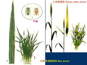 植物病毒医学宣教课件.ppt