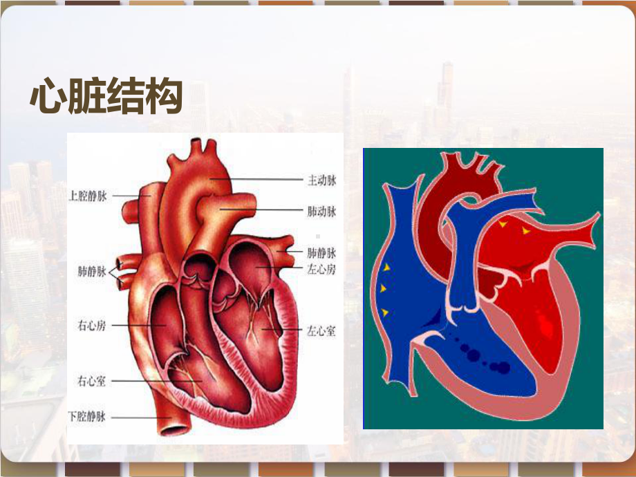 心力衰竭预试讲-课件.pptx_第3页