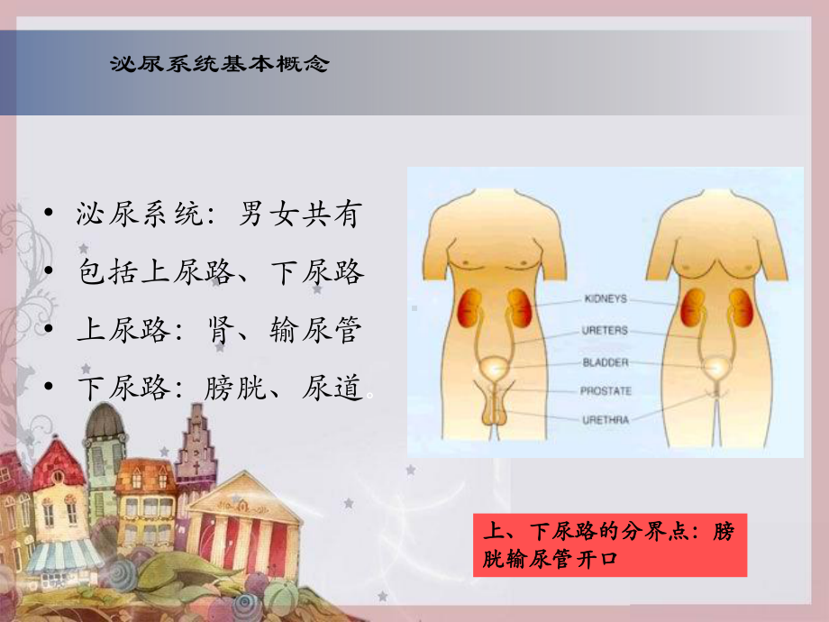 尿脓毒血症培训课件.ppt_第2页