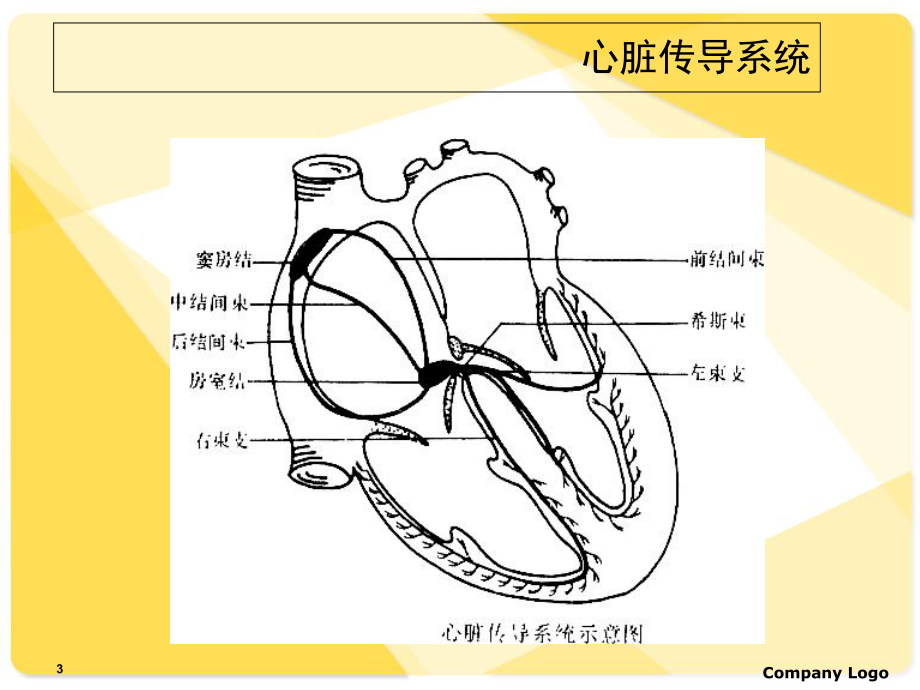 心律失常诊断-课件.ppt_第3页