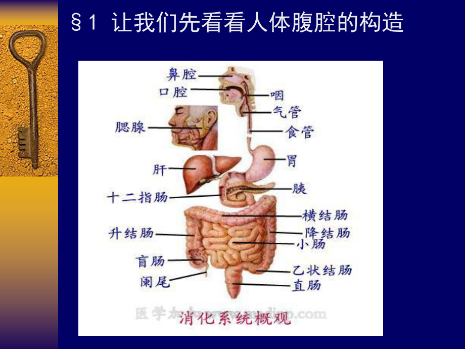 急性腹痛诊断与治疗课件.ppt_第3页