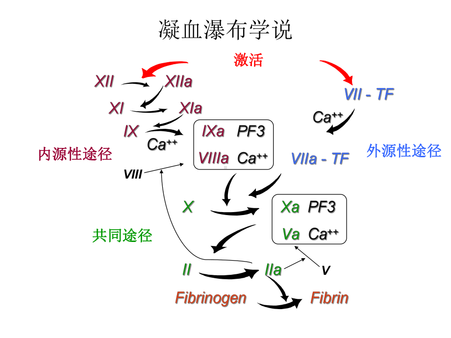 常见凝血项目检测和临床意义讲义课件.ppt_第2页