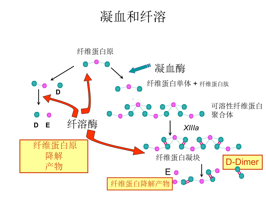 常见凝血项目检测和临床意义讲义课件.ppt_第3页