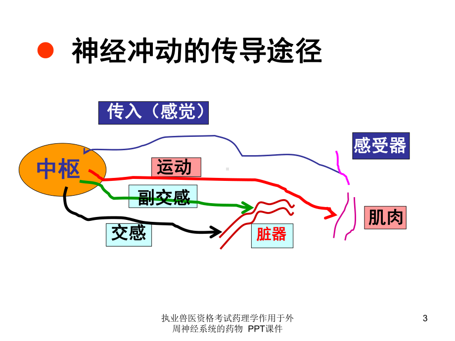 执业兽医资格考试药理学作用于外周神经系统的药物-课件.ppt_第3页