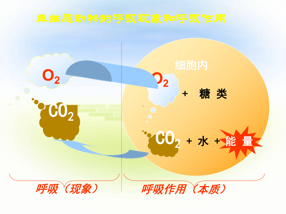 探究酵母菌细胞呼吸的方式课件.ppt_第2页