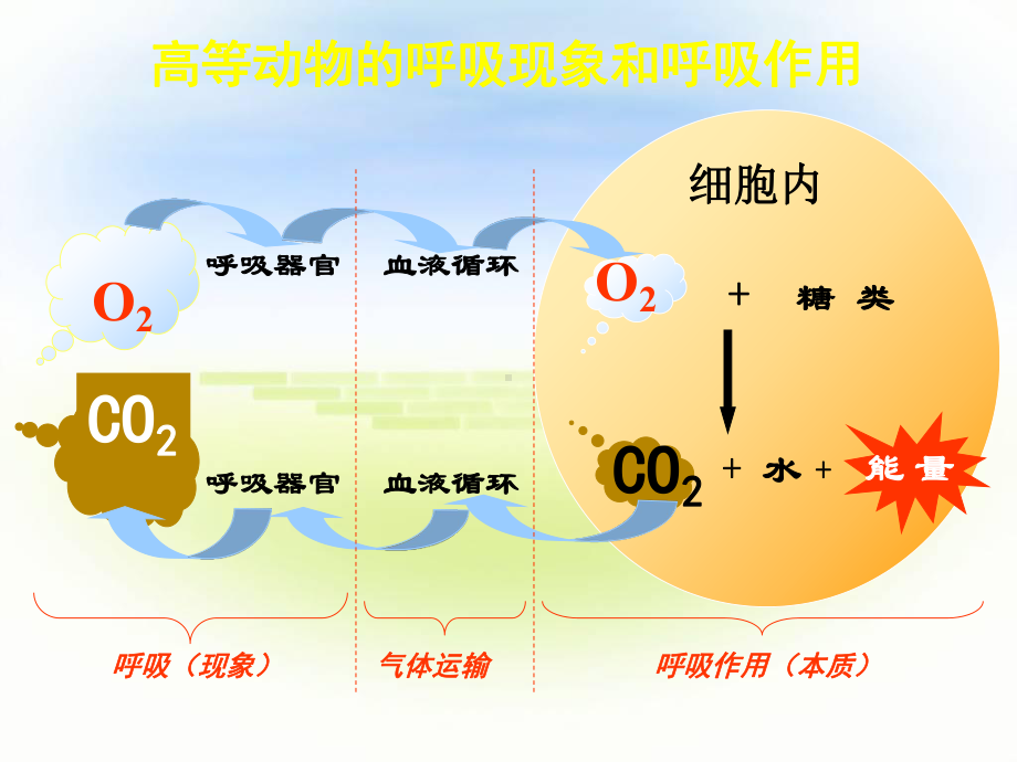 探究酵母菌细胞呼吸的方式课件.ppt_第3页