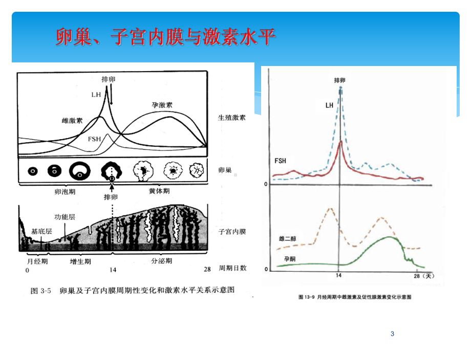 性激素检测临床意义教学课件.ppt_第3页