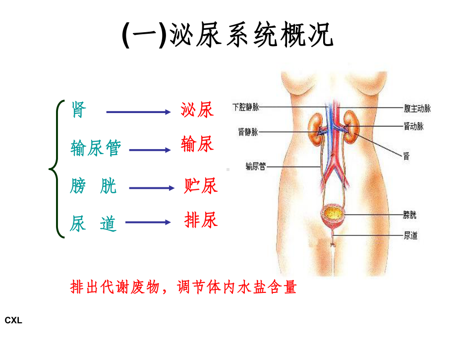 幼儿卫生与保健-排泄系统与内分泌系统-课件.ppt_第2页