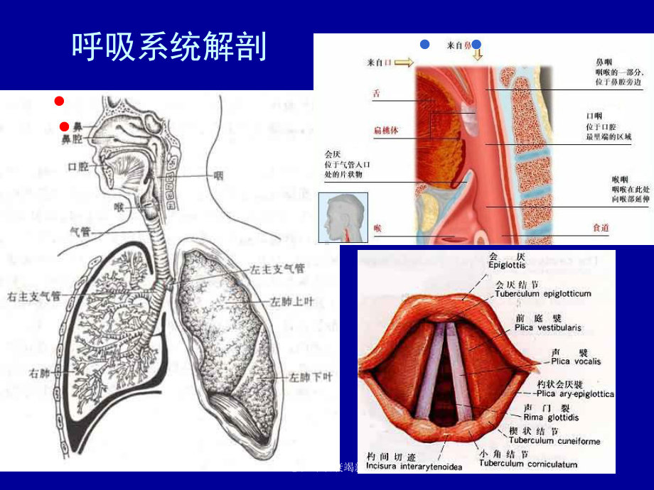 急性呼吸衰竭新培训课件.ppt_第2页