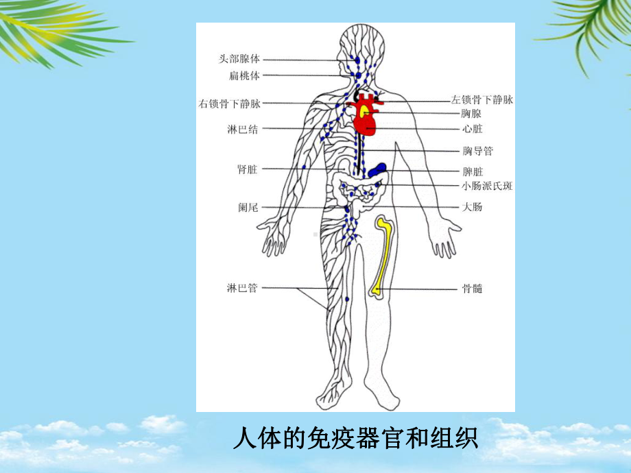 教培用药理学免疫器官和组织课件.ppt_第3页