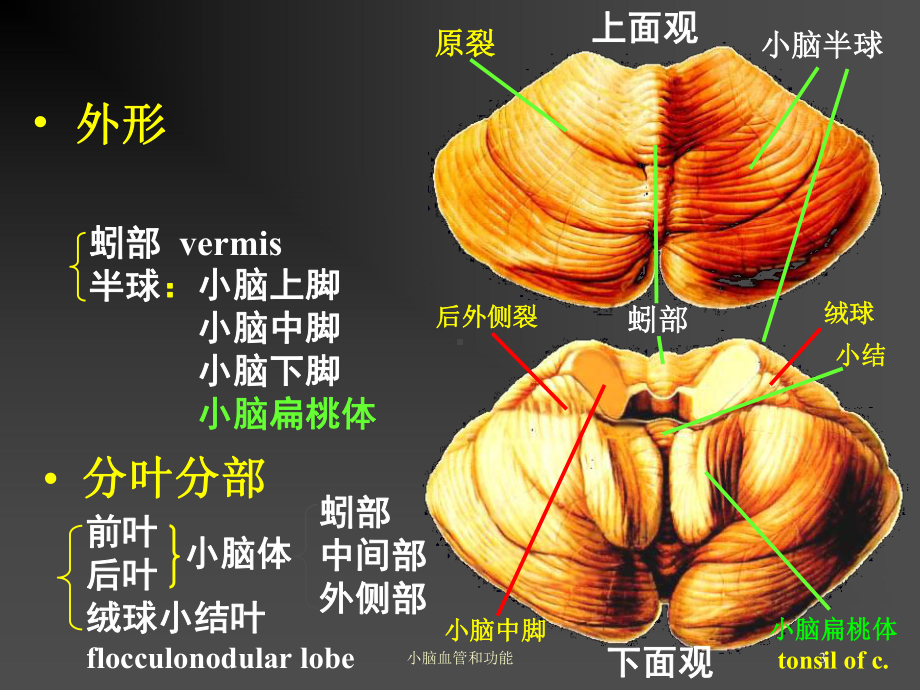 小脑血管和功能培训课件.ppt_第3页