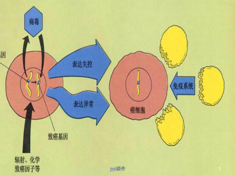 早期胃癌-课件.ppt_第3页