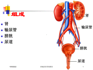 新编泌尿系统解剖培训课件.ppt