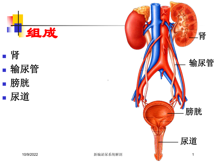 新编泌尿系统解剖培训课件.ppt_第1页