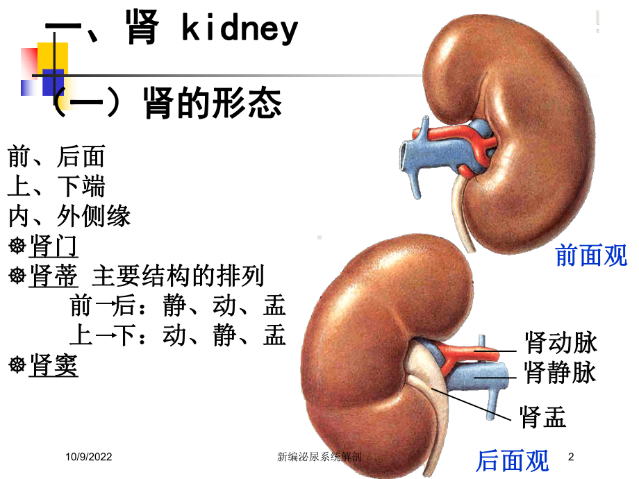 新编泌尿系统解剖培训课件.ppt_第2页