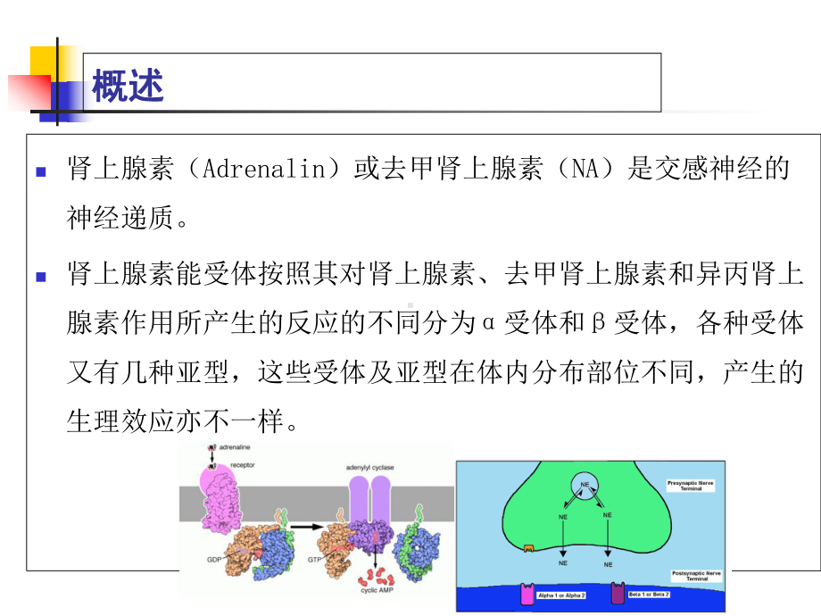 拟肾上腺素药与其合理应用课件.ppt_第3页