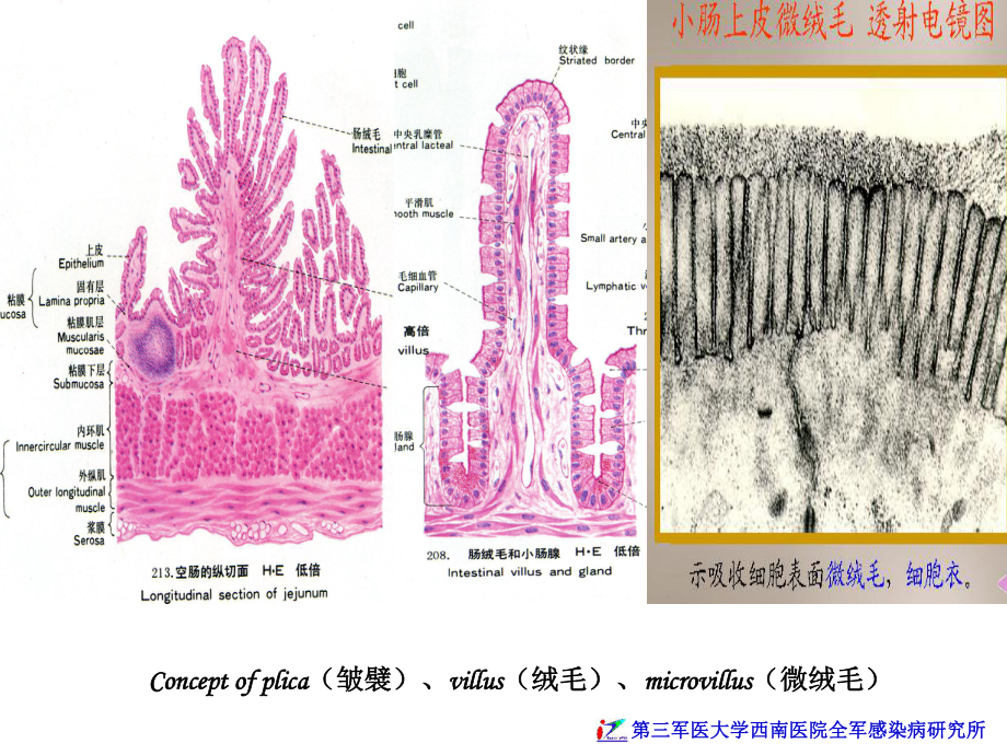 感染性腹泻专业知识课件.ppt_第2页