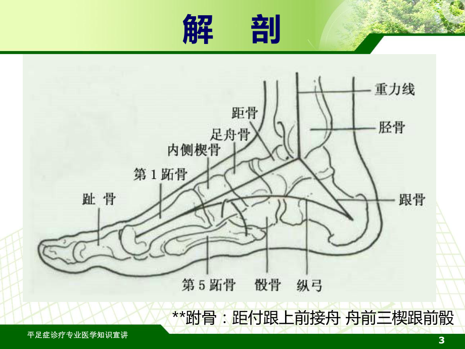 平足症诊疗专业医学知识宣讲培训课件.ppt_第3页