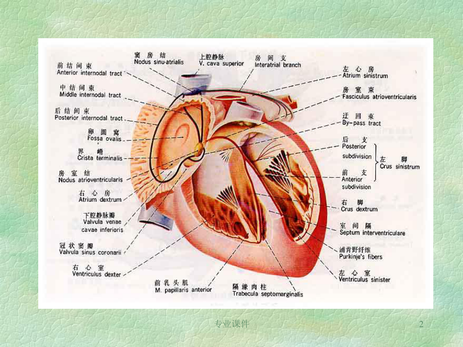 心电图基础(业内借鉴)课件.ppt_第2页