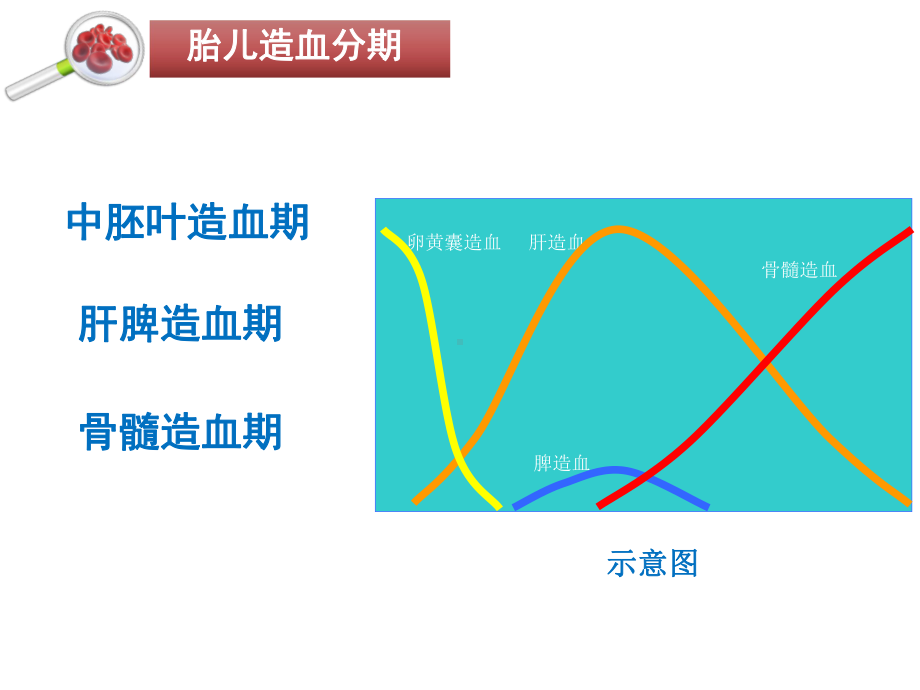 新生儿血液系统发育及特点教材课件.ppt_第3页