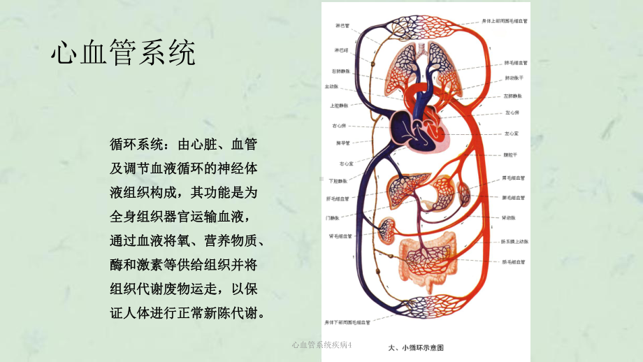 心血管系统疾病4课件.ppt_第2页