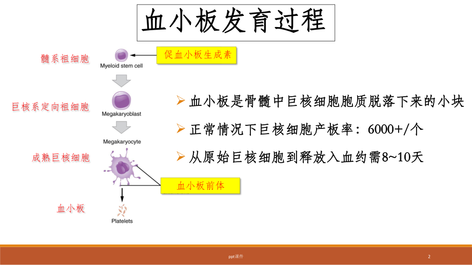 成人原发免疫性血小板减少症诊断与治疗-课件.ppt_第2页