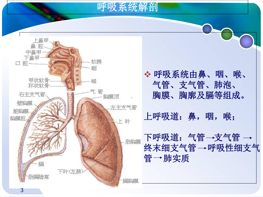 支气管扩张伴咯血-课件.ppt_第3页