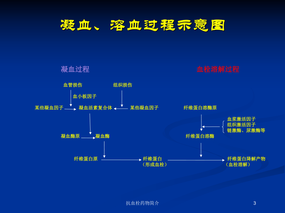 抗血栓药物简介培训课件.ppt_第3页