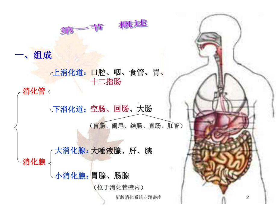 新版消化系统专题讲座培训课件.ppt_第2页