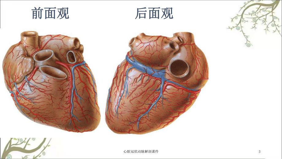 心脏冠状动脉解剖课件.ppt_第3页