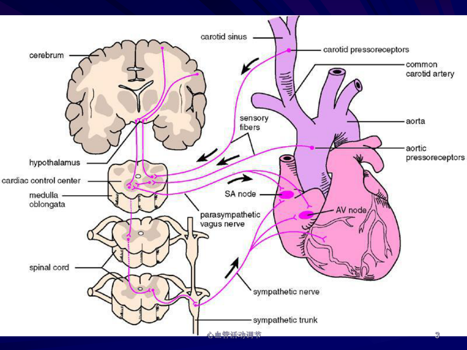 心血管活动调节课件.ppt_第3页