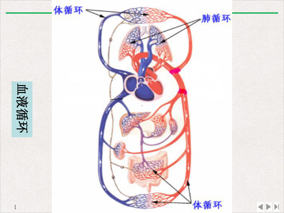 护理级脉管系统局障课件.ppt_第3页