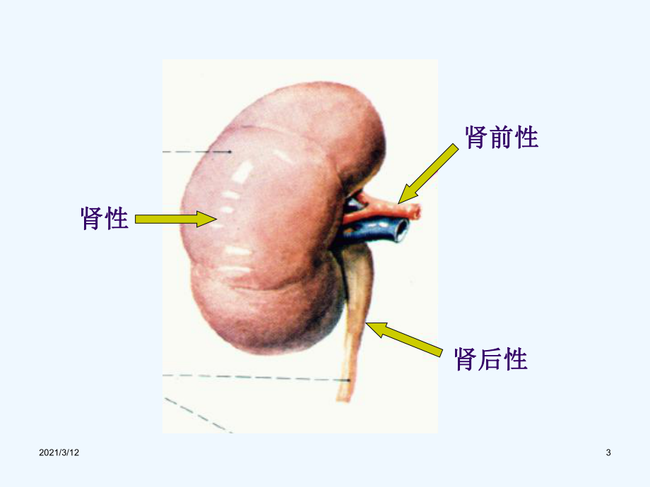 急慢性肾衰竭鉴别诊断及治疗原则[1]课件.ppt_第3页