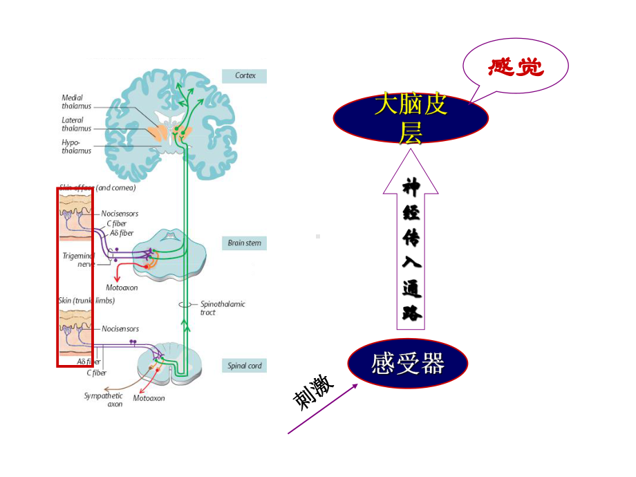 感觉器官医学知识讲座培训课件.ppt_第2页